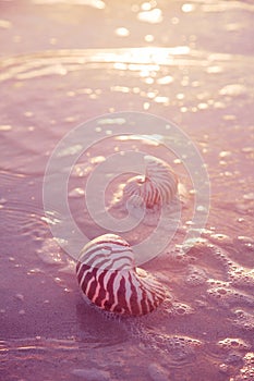 Nautilus sea shell on golden sand beach in  soft sun light