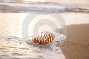 Nautilus sea shell on golden sand beach in  soft sun light