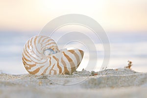 Nautilus sea shell on golden sand beach in  soft sun light