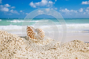 Nautilus sea shell on golden sand beach in  soft sun light