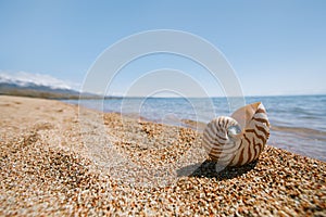 Nautilus sea shell on golden sand beach in  soft sun light