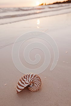 Nautilus sea shell on golden sand beach in  soft sun light