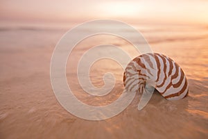 Nautilus sea shell on golden sand beach in  soft sun light