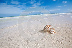 Nautilus sea shell on golden sand beach in  soft sun light