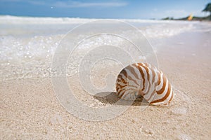 Nautilus sea shell on golden sand beach in  soft sun light