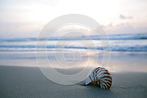 Nautilus sea shell on golden sand beach in soft sunrise ight