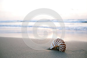 Nautilus sea shell on golden sand beach in soft sunrise ight
