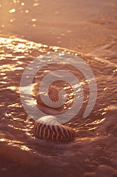 Nautilus sea shell on golden sand beach in soft sunset light