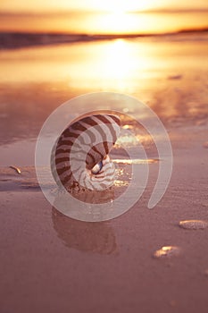 Nautilus sea shell on golden sand beach in soft sunset light