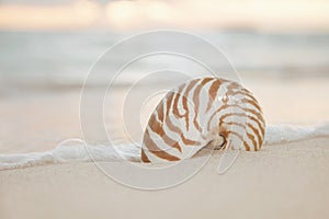 Nautilus sea shell on golden sand beach in  soft sunset light