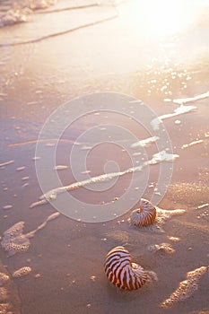 Nautilus sea shell on golden sand beach in  soft sunset light