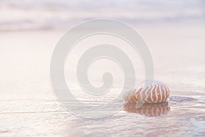 Nautilus sea shell on golden sand beach in  soft sunset light