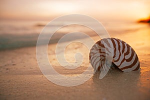 Nautilus sea shell on golden sand beach in  soft sunset light