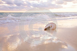 Nautilus sea shell on golden sand beach in  soft sunset light