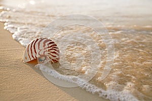 Nautilus sea shell on golden sand beach in soft sunset light