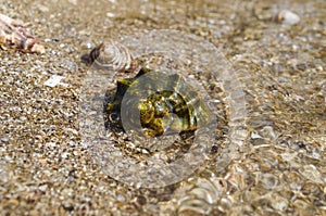 Nautilus sea shell on golden sand beach with waves in soft sunset light, shallow dof