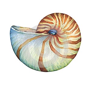 Nautilus sea shell. Marine design.