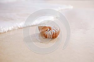 Nautilus sea shell in sea wave