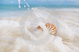 Nautilus sea shell in sea wave