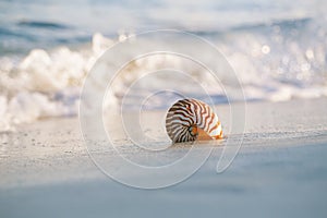 Nautilus sea shell in sea wave