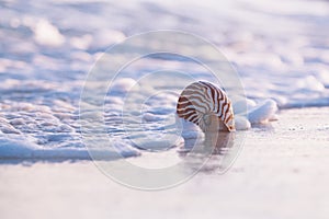 Nautilus sea shell in sea wave