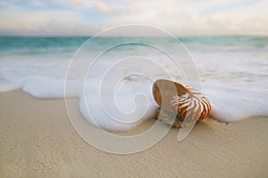 Nautilus sea shell with waves in soft sunrise ight