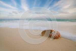 Nautilus sea shell with waves in soft sunrise ight