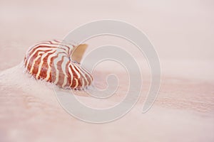 Nautilus sea shell with waves in soft sunrise ight