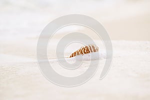 Nautilus sea shell with waves in soft sunrise ight