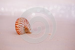 Nautilus sea shell with waves in soft sunrise ight