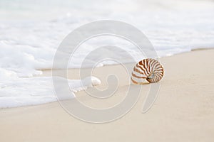 Nautilus sea shell with waves in soft sunrise ight