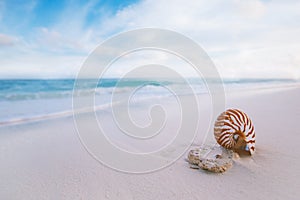 Nautilus sea shell with waves in soft sunrise ight