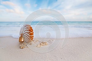 Nautilus sea shell with waves in soft sunrise ight