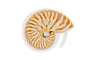 Nautilus Seashell