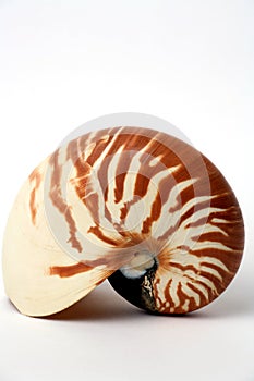 Nautilus Seashell