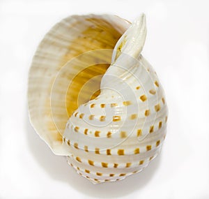 Nautilus Seashell