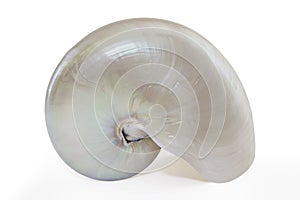 Nautilus Seashell with Path