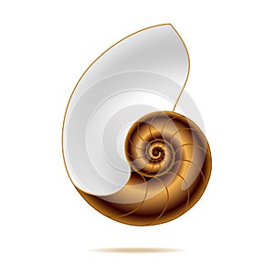 Nautilus shell