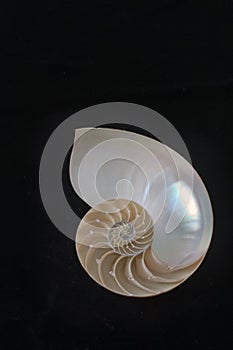 Nautilus Shell