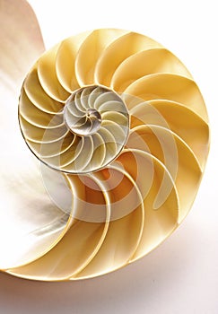 Nautilus Shell