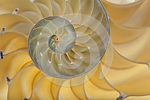 Nautilus shell photo