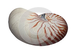 Nautilus shell