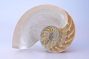 Nautilus Shell photo