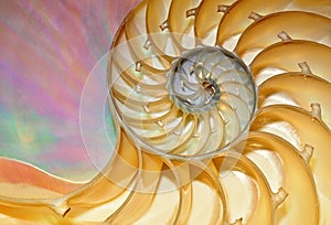 Nautilus Shell