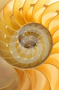 Nautilus Shell