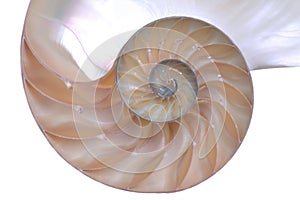 Nautilus shell