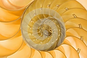 Nautilus Shell