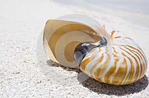 Nautilus shell