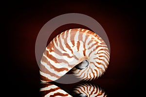 Nautilus shell