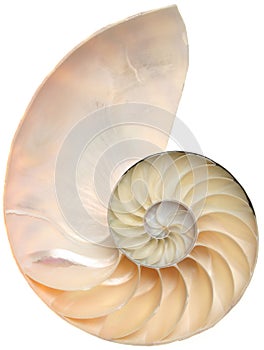 Nautilus shell